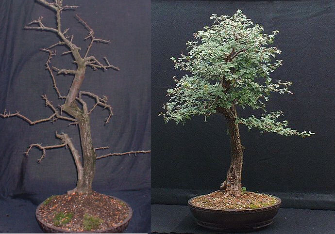 uro on hawthorn bonsai